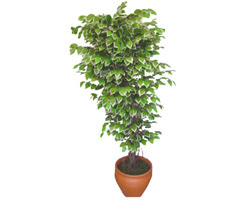 Ficus zel Starlight 1,75 cm   zmit Kocaeli nternetten iek siparii 