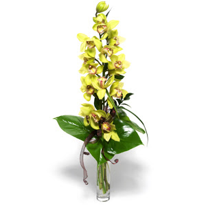  zmit iek siparii vermek  cam vazo ierisinde tek dal canli orkide