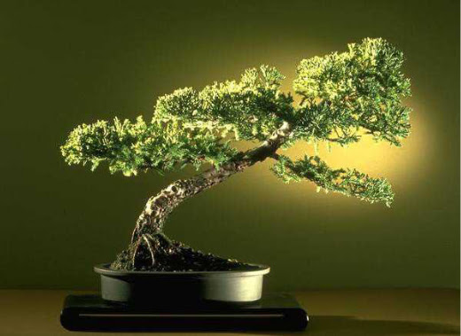 ithal bonsai saksi iegi  zmit iek servisi , ieki adresleri 