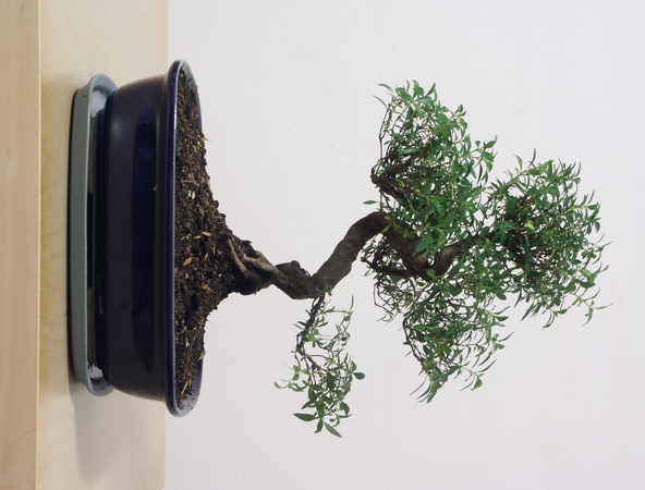 ithal bonsai saksi iegi  zmit Kocaeli online ieki , iek siparii 