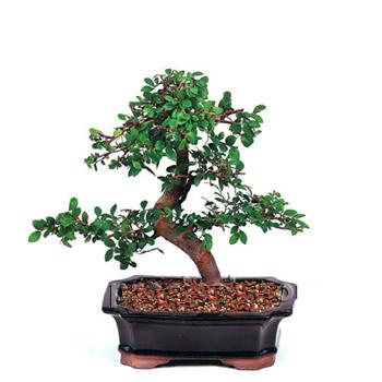 ithal bonsai saksi iegi  zmit Kocaeli online ieki , iek siparii 