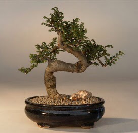ithal bonsai saksi iegi  zmit Kocaeli iek gnderme 