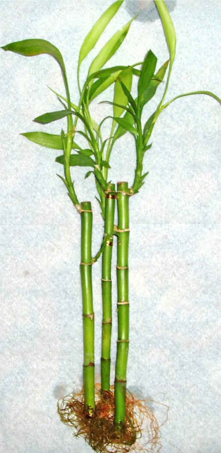 Lucky Bamboo 3 adet vazo hediye edilir   zmit Kocaeli nternetten iek siparii 