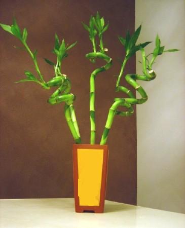 Lucky Bamboo 5 adet vazo ierisinde  zmit kaliteli taze ve ucuz iekler 