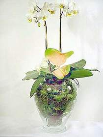  zmit 14 ubat sevgililer gn iek  Cam yada mika vazoda zel orkideler