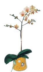  zmit iek yolla , iek gnder , ieki   Phalaenopsis Orkide ithal kalite