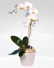 1 dallı orkide saksı çiçeği  İzmit çiçekçiler 