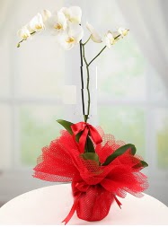 1 dal beyaz orkide saks iei  zmit internetten iek sat 