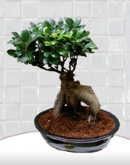 saks iei japon aac bonsai  zmit ieki maazas 