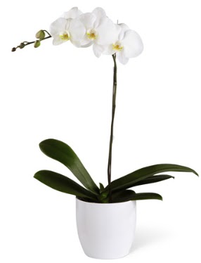 1 dall beyaz orkide  zmit Kocaeli iek gnderme 