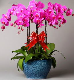 7 dall mor orkide  zmit Kocaeli iek , ieki , iekilik 