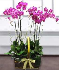 4 dall mor orkide  zmit Kocaeli iek siparii sitesi 
