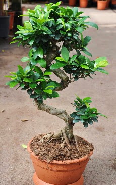 Orta boy bonsai saks bitkisi  zmit yurtii ve yurtd iek siparii 