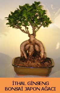 thal japon aac ginseng bonsai sat  zmit iek siparii vermek 
