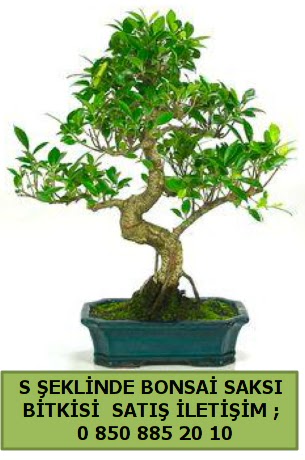thal S eklinde dal erilii bonsai sat  zmit Kocaeli cicekciler , cicek siparisi 