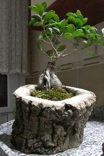Ahap ktk ierisinde ginseng bonsai  zmit yurtii ve yurtd iek siparii 
