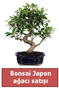 Japon aac bonsai sat  zmit Kocaeli iek maazas , ieki adresleri 