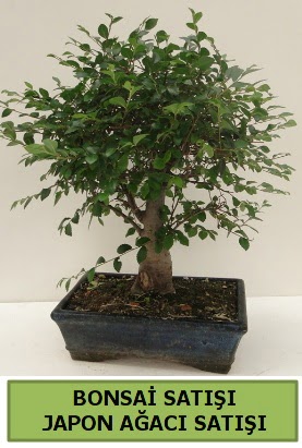 Minyatr bonsai japon aac sat  zmit Kocaeli online iek gnderme sipari 
