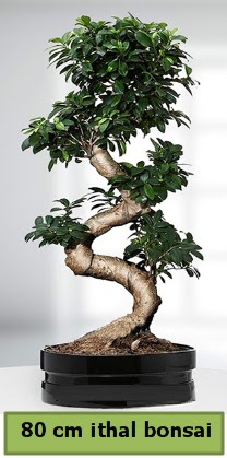 80 cm özel saksıda bonsai bitkisi  İzmit uluslararası çiçek gönderme 