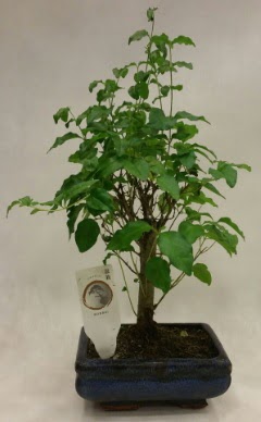 Minyatr bonsai japon aac sat  zmit uluslararas iek gnderme 
