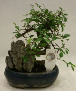 thal 1.ci kalite bonsai japon aac  zmit 14 ubat sevgililer gn iek 