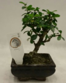 Kk minyatr bonsai japon aac  zmit Kocaeli cicekciler , cicek siparisi 
