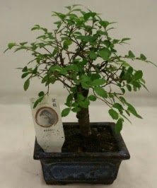 Minyatr ithal japon aac bonsai bitkisi  zmit 14 ubat sevgililer gn iek 