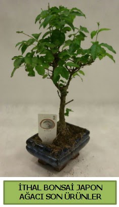 thal bonsai japon aac bitkisi  zmit iek sat 