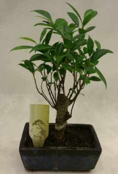 Japon aac bonsai bitkisi sat  zmit uluslararas iek gnderme 