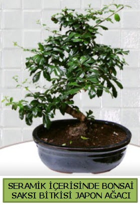 Seramik vazoda bonsai japon aac bitkisi  zmit Kocaeli iek maazas , ieki adresleri 