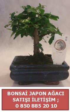 Japon aac minyar bonsai sat  zmit 14 ubat sevgililer gn iek 