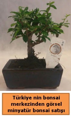 Japon aac bonsai sat ithal grsel  zmit cicek , cicekci 
