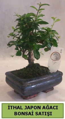 thal japon aac bonsai bitkisi sat  zmit uluslararas iek gnderme 
