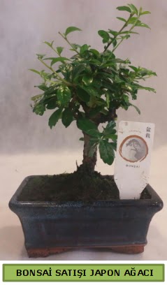 Minyatr bonsai aac sat  zmit Kocaeli cicekciler , cicek siparisi 