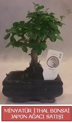 Kk grsel bonsai japon aac bitkisi  zmit anneler gn iek yolla 