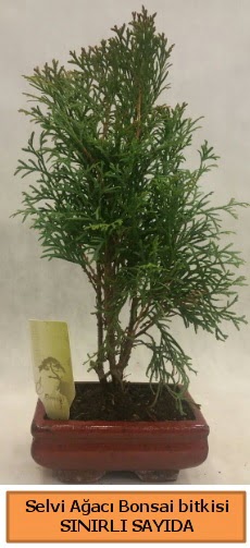 Selvi aac bonsai japon aac bitkisi  zmit 14 ubat sevgililer gn iek 