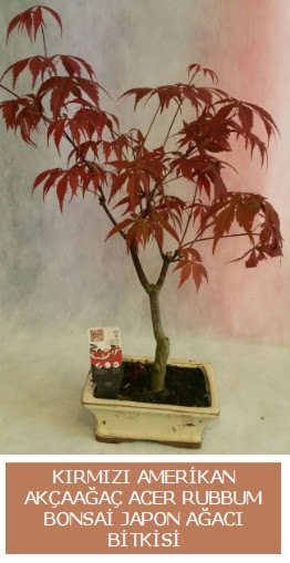 Amerikan akaaa Acer Rubrum bonsai  zmit iek yolla 