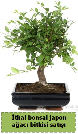 thal bonsai saks iei Japon aac sat  zmit iek siparii vermek 