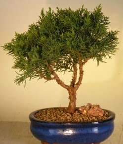 Servi am bonsai japon aac bitkisi  zmit cicek , cicekci 