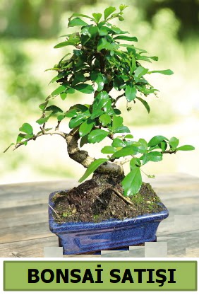 am bonsai japon aac sat  zmit 14 ubat sevgililer gn iek 