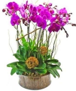 Ahap ktkte lila mor orkide 8 li  zmit kaliteli taze ve ucuz iekler 