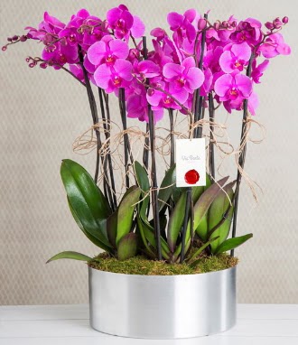 11 dall mor orkide metal vazoda  zmit Kocaeli online iek gnderme sipari 