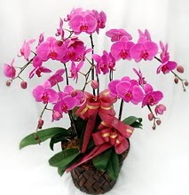 Sepet ierisinde 5 dall lila orkide  zmit hediye sevgilime hediye iek 