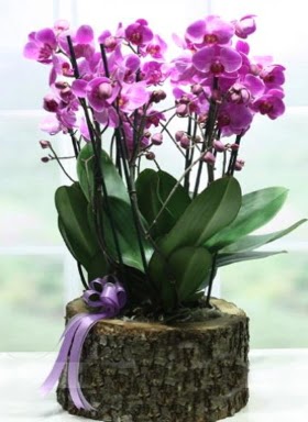 Ktk ierisinde 6 dall mor orkide  zmit hediye sevgilime hediye iek 