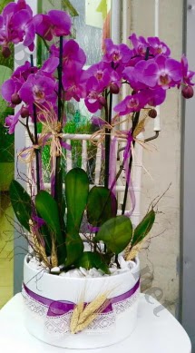 Seramik vazoda 4 dall mor lila orkide  zmit iek yolla , iek gnder , ieki  