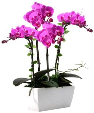 Seramik vazo ierisinde 4 dall mor orkide  zmit 14 ubat sevgililer gn iek 