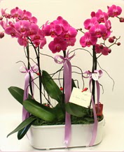 Beyaz seramik ierisinde 4 dall orkide  zmit hediye sevgilime hediye iek 