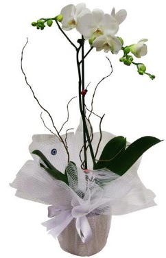 Tek dall beyaz orkide  zmit Kocaeli nternetten iek siparii 
