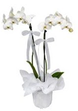 2 dall beyaz orkide  zmit Kocaeli iek siparii sitesi 