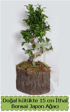 Doal ktkte thal bonsai japon aac  zmit Kocaeli cicekciler , cicek siparisi 